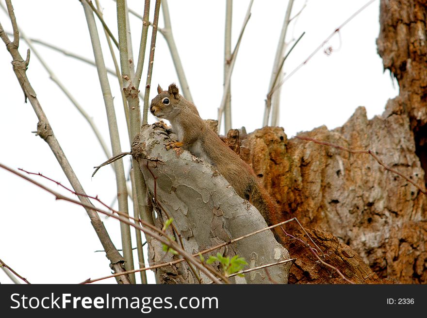 Pine Squirrell