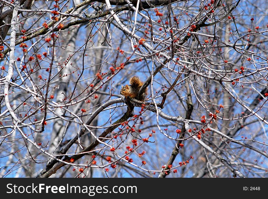 Red Squirrell sitting on a small branch in a tree. Appears to be very alert and watching for danger.