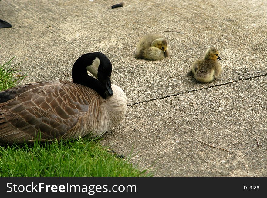 Adult goose with 2 goslings (1 week old) sitting onm cement. Adult goose with 2 goslings (1 week old) sitting onm cement