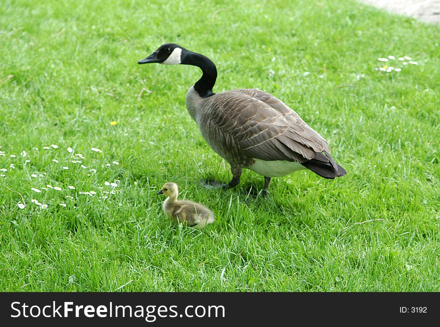 Goose with 1 week old gosling side-by-side. Goose with 1 week old gosling side-by-side