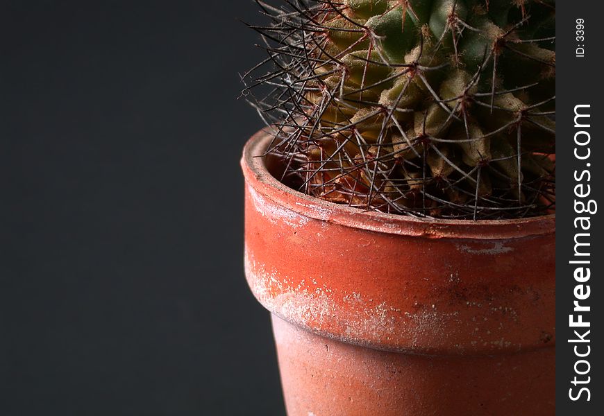 Closeup of a cactus in a terracotta pot on a dark background, with room for advertising copy. Closeup of a cactus in a terracotta pot on a dark background, with room for advertising copy.