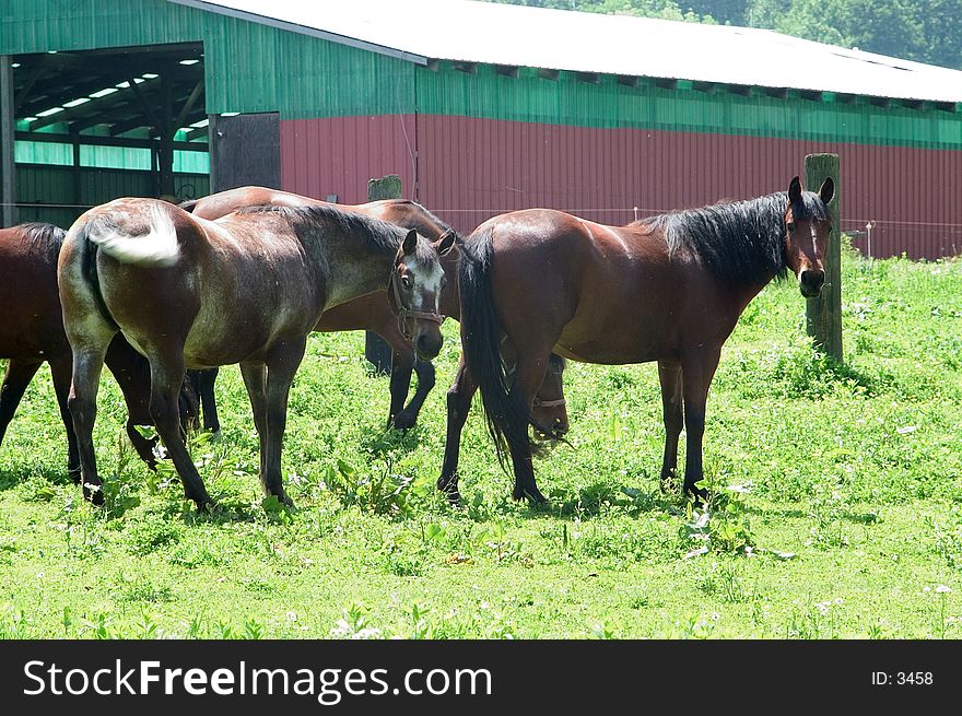 A small herd of horses in pasture on a farm in Ohio