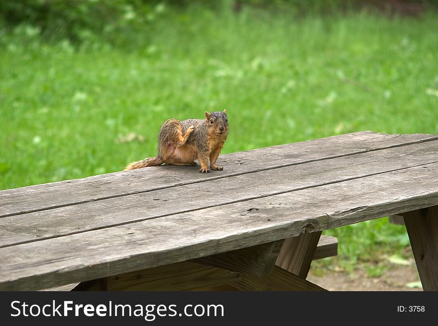 Squirrell sitting on a picnic table, scrathing his side. Squirrell sitting on a picnic table, scrathing his side