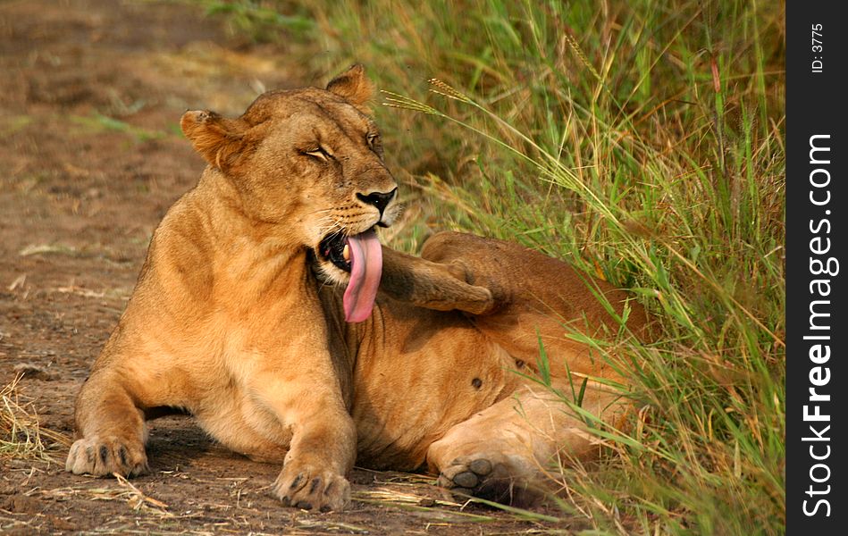 A lioness in Mikumi, Tanzania trying to decide whether to lick or scratch. A lioness in Mikumi, Tanzania trying to decide whether to lick or scratch.