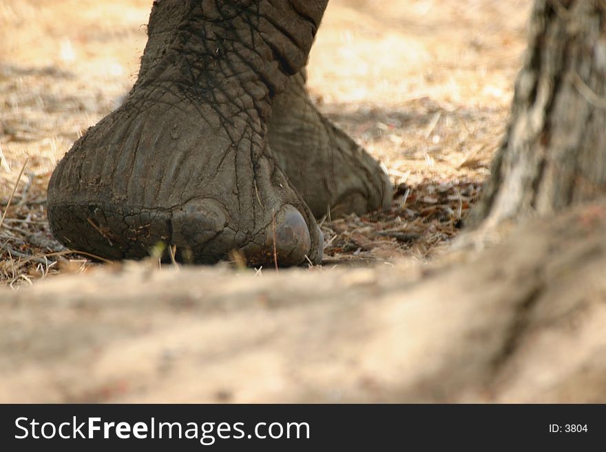 A close-up of an elephant foot.