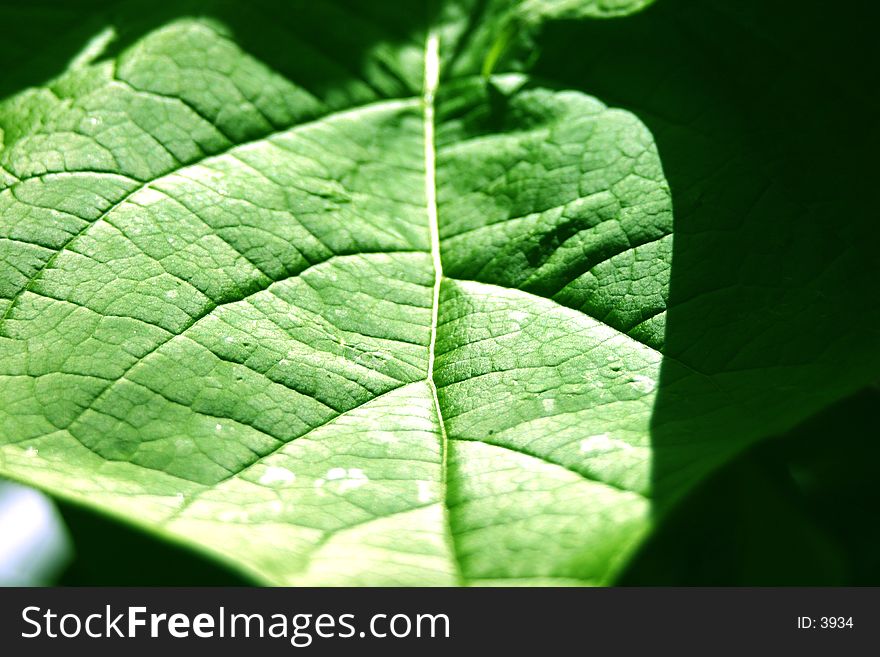 Close-up of a green leaf. Close-up of a green leaf