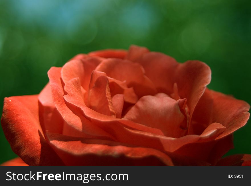 Detailed close-up of a rose. Detailed close-up of a rose