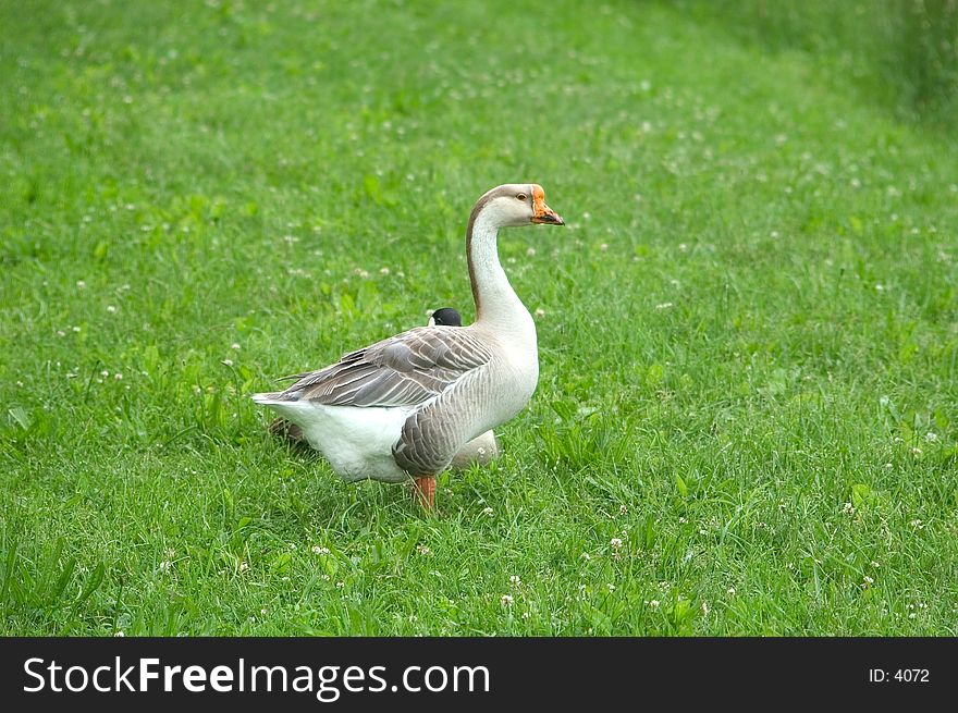 Large domestic goose in a field beside a lake.