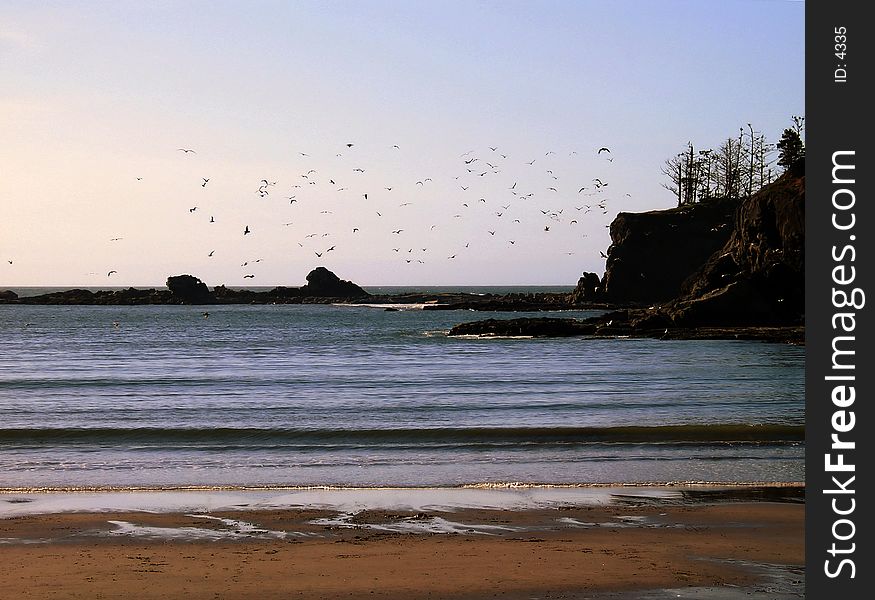 Flock of Birds Over Sunset Bay