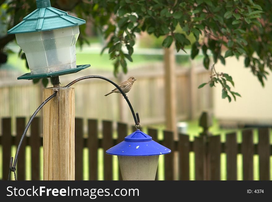 Sparrow perched on the support of a bird feeder. Sparrow perched on the support of a bird feeder