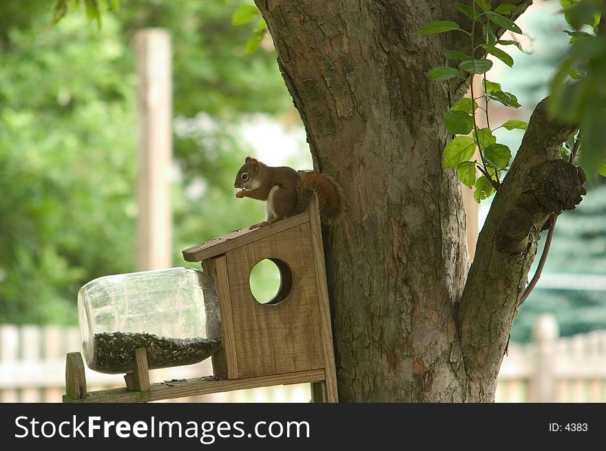 Pine Squirrell on feeder