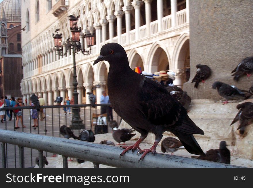 Pigeon in San Marco Square