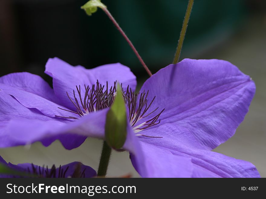 Spring bloom clematis in sunny rocky river Ohio. Spring bloom clematis in sunny rocky river Ohio.