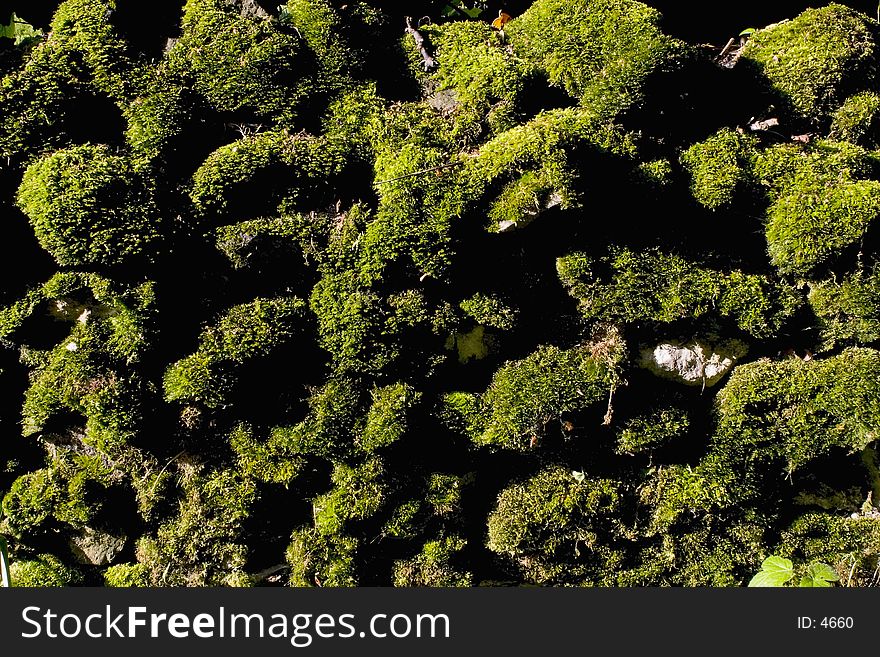 Moss covered drystone wall as discovered in the Peak District National Park. Moss covered drystone wall as discovered in the Peak District National Park