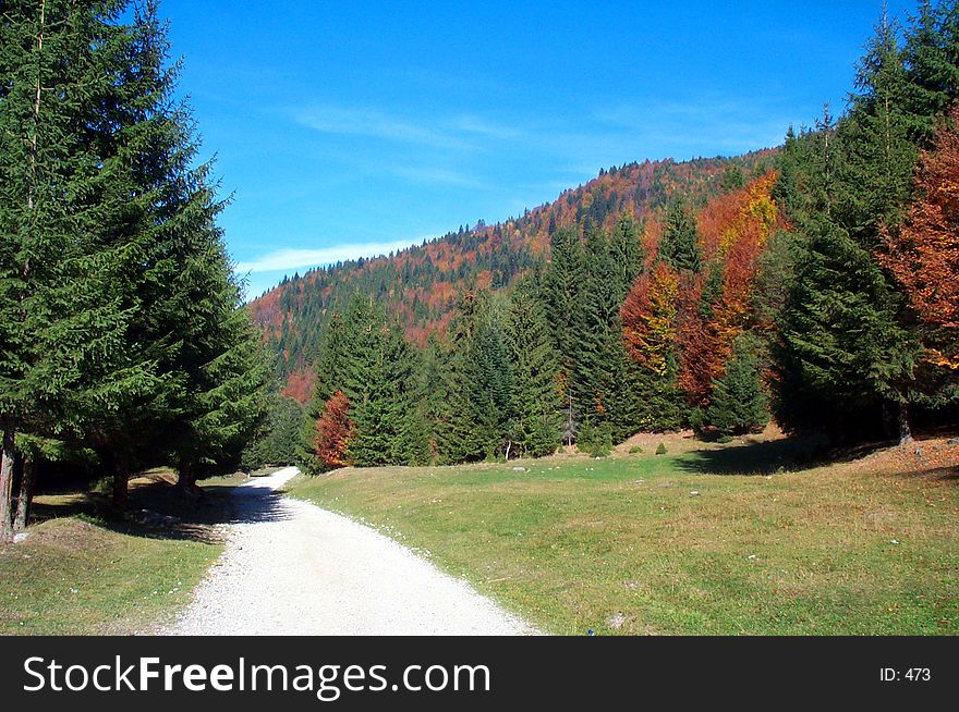 Autumn road