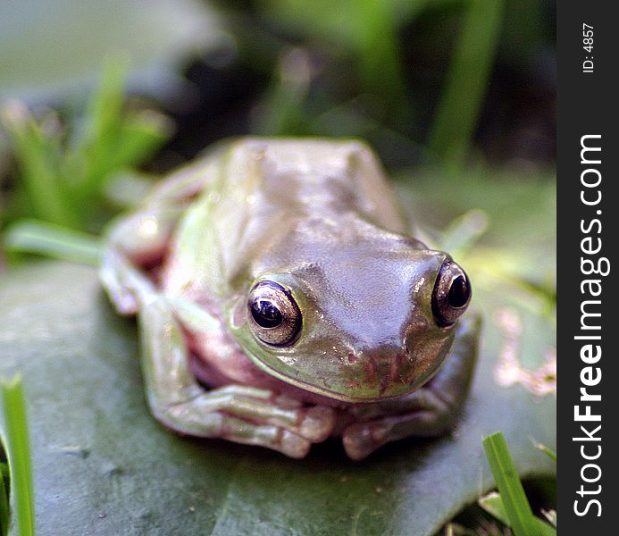 Up close with a white's tree frog. Up close with a white's tree frog