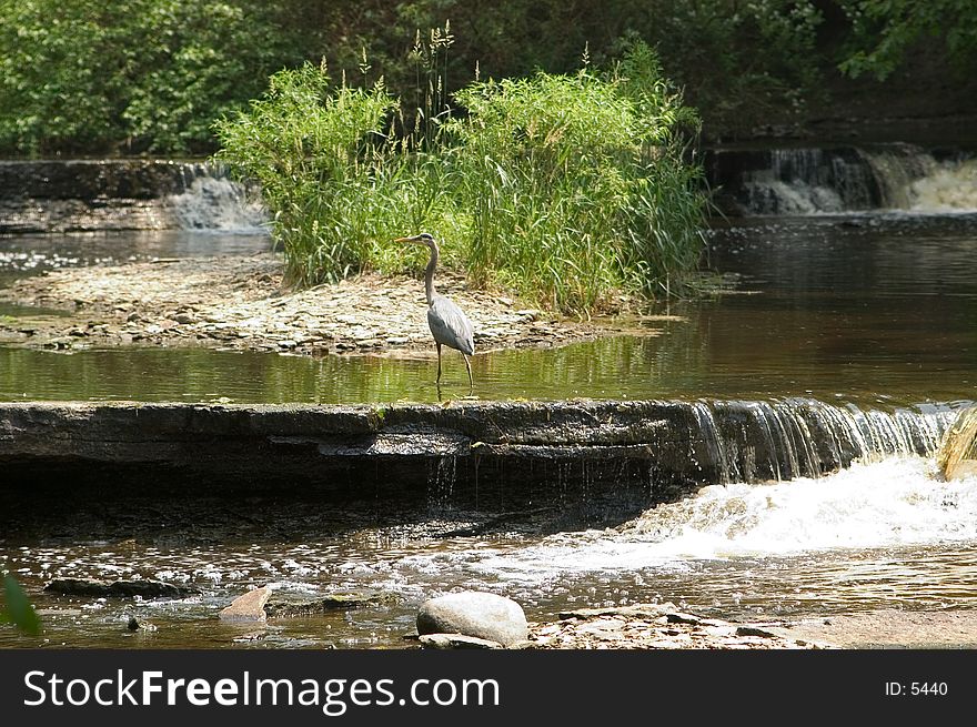 A blue heron stands in the water on a rock ledge that forms a small waterfall in the stream. A blue heron stands in the water on a rock ledge that forms a small waterfall in the stream