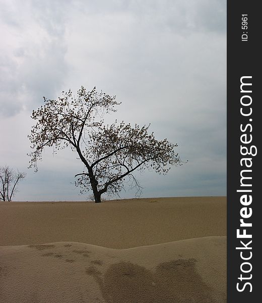 This shot was taken in Holland Michigan. The tree overlooks Lake Michigan. This shot was taken in Holland Michigan. The tree overlooks Lake Michigan.