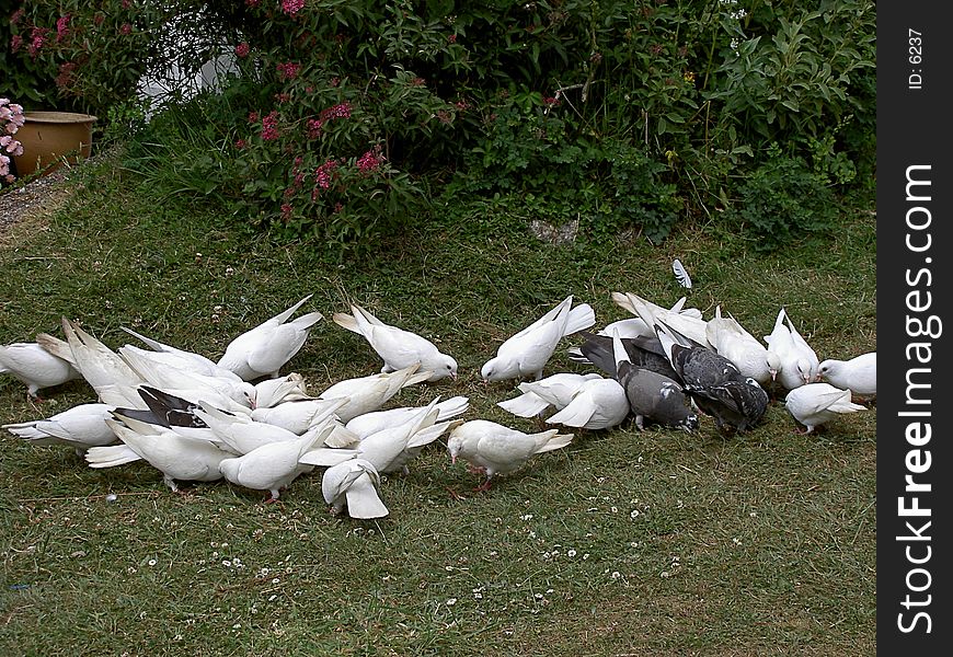 Doves And Pigeons