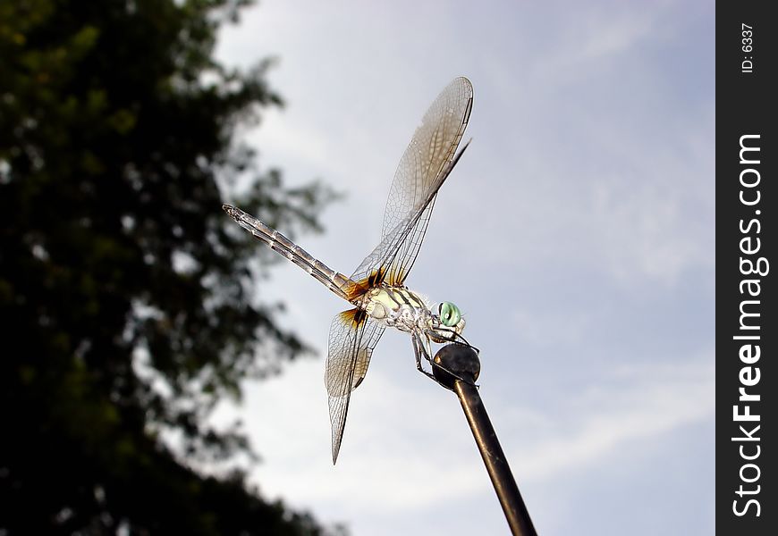 Dragonfly resting on car antenna non-stinging insect having iridescent wings that are outspread at rest; adults and nymphs feed on mosquitoes