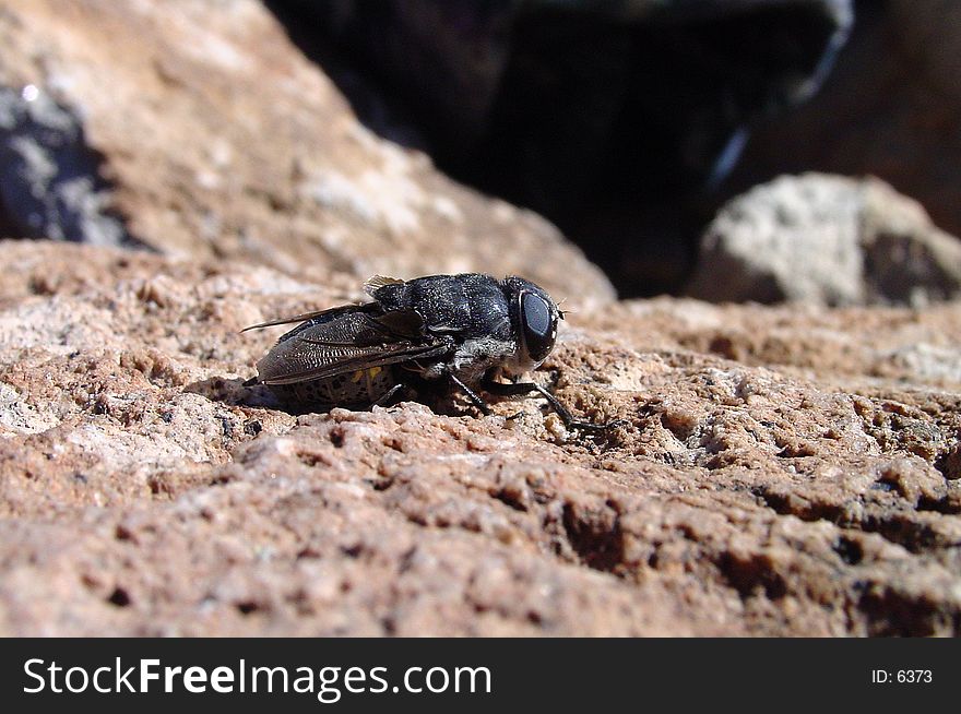 Close up of a fly on a mountain top in Arizona.