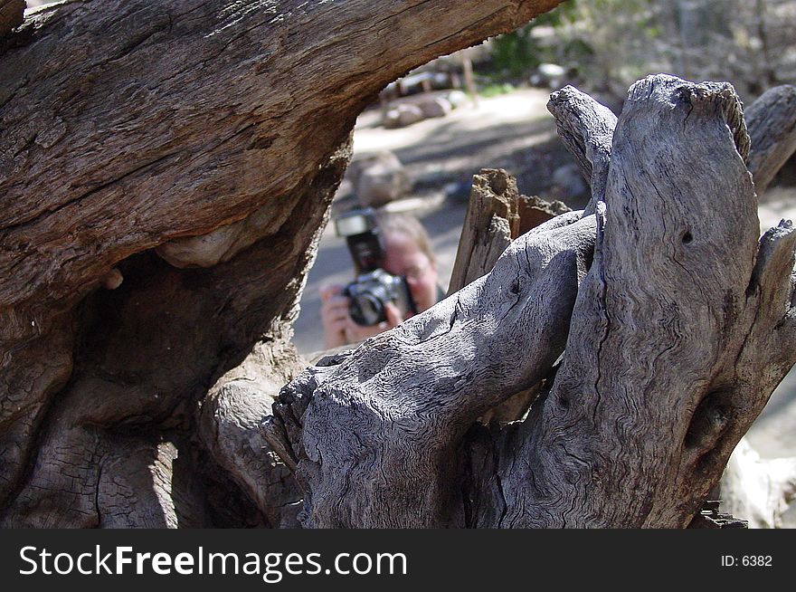 Photographer through tree roots