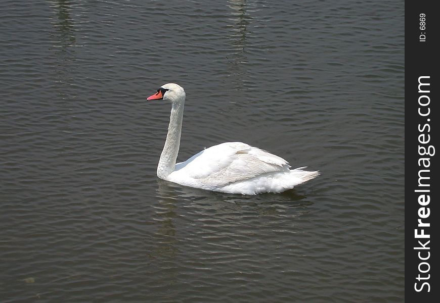 Single Swan swimming in muddy waters