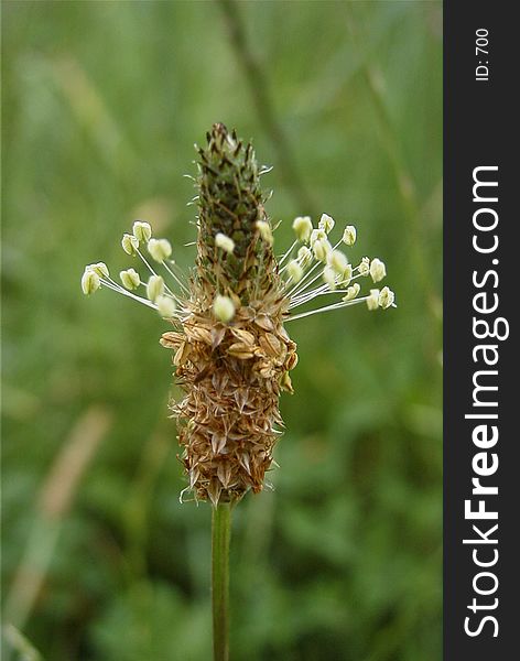 macro of blooming grass