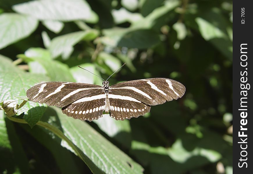 Photo of Black and White Monarch Buterfly. Photo of Black and White Monarch Buterfly