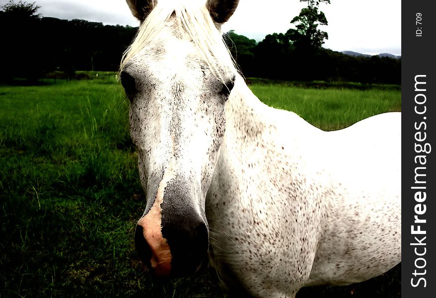 One of my horses. One of my horses.