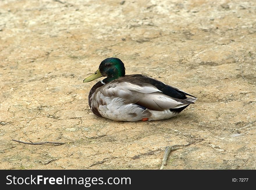 Single Mallard Resting