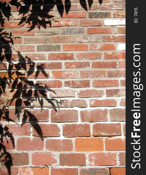 Shadows of tree branches and leaves on a brick wall. Shadows of tree branches and leaves on a brick wall.