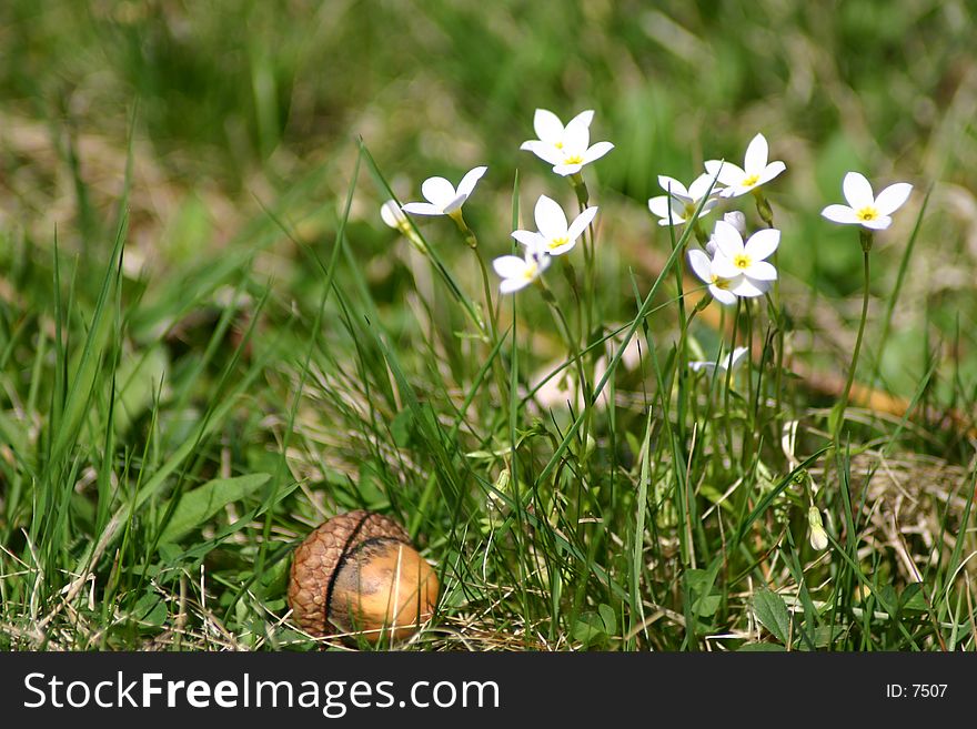A patch of white flowers and an acorn sitting in the foreground on some grass. A patch of white flowers and an acorn sitting in the foreground on some grass.