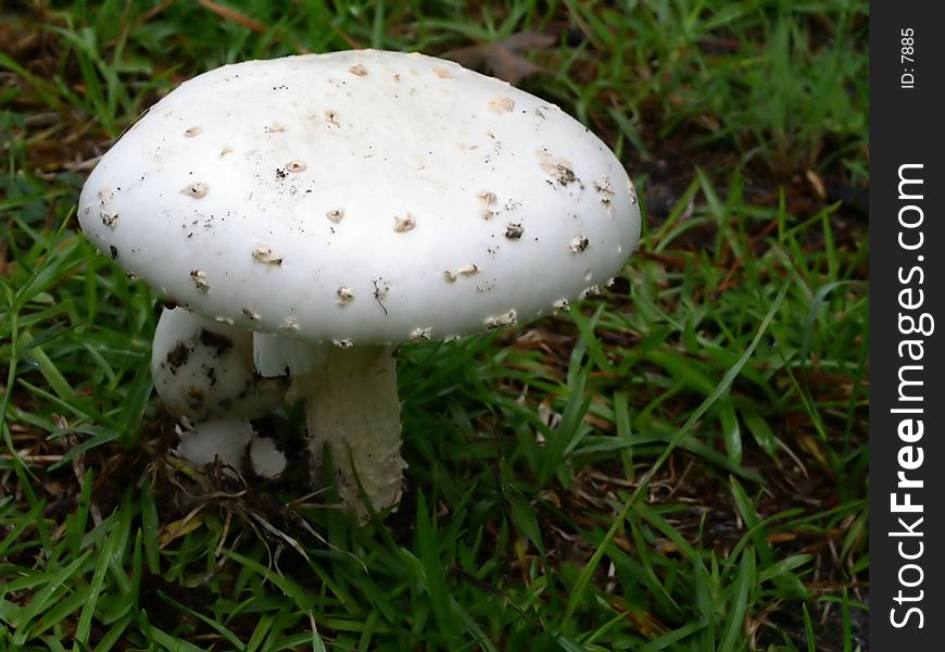 A single white mushroom with the green grass after the rain.