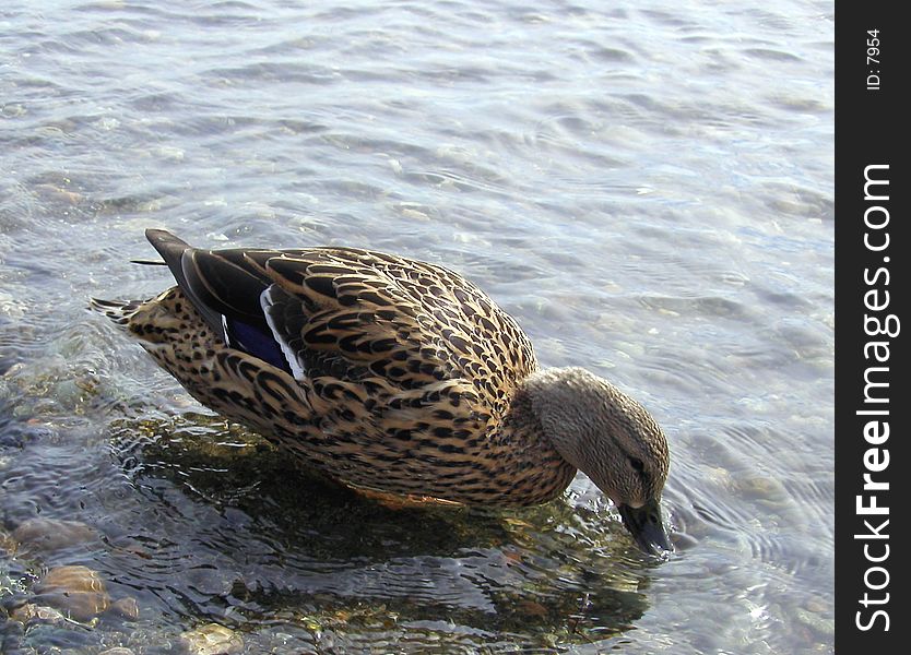 A brown speckled duck hunting food in the shallows of Lake Washington.