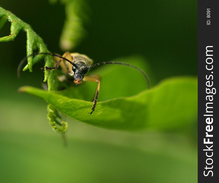 It's a BUG! I don't know what this little fellow is but when I saw it I had to shoot it. Looks like he's having lunch. If you know what it is let me know!