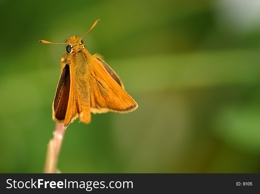 An Essex skipper / Thymelicus lineola butterfly basking in the sun