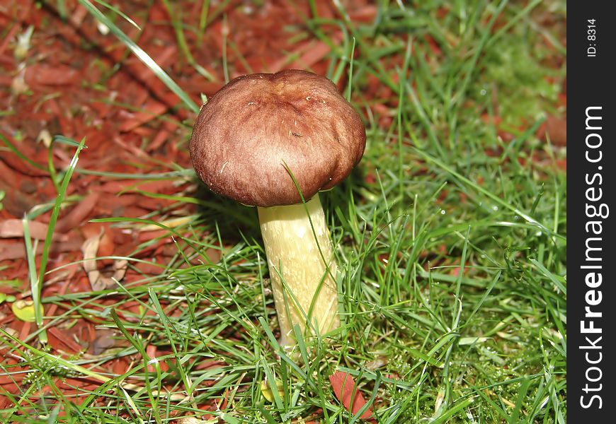 Photo of Wild Mushroom