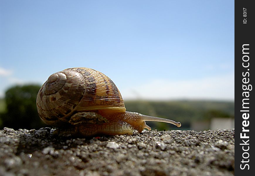 Snail on a wall