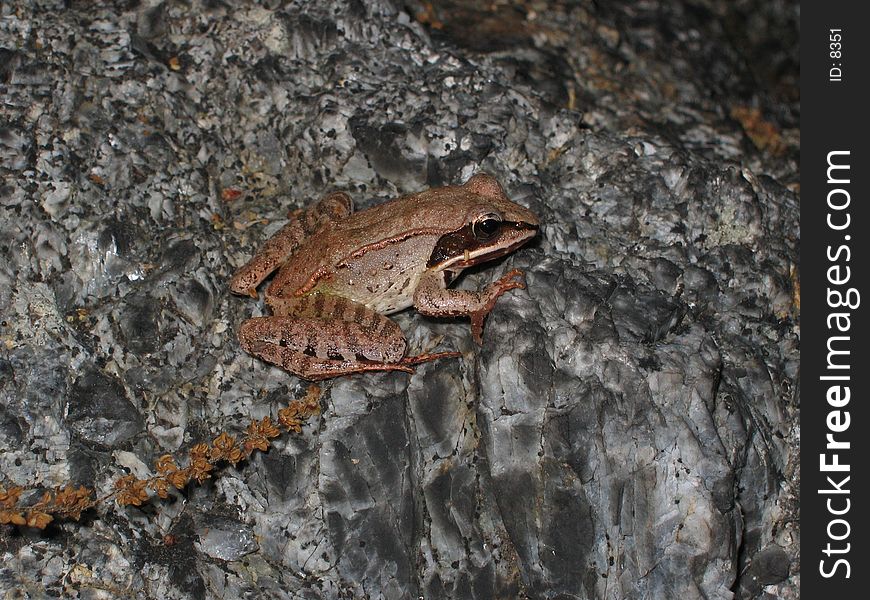 A brown frog in the forest on Bear Mountain, NY