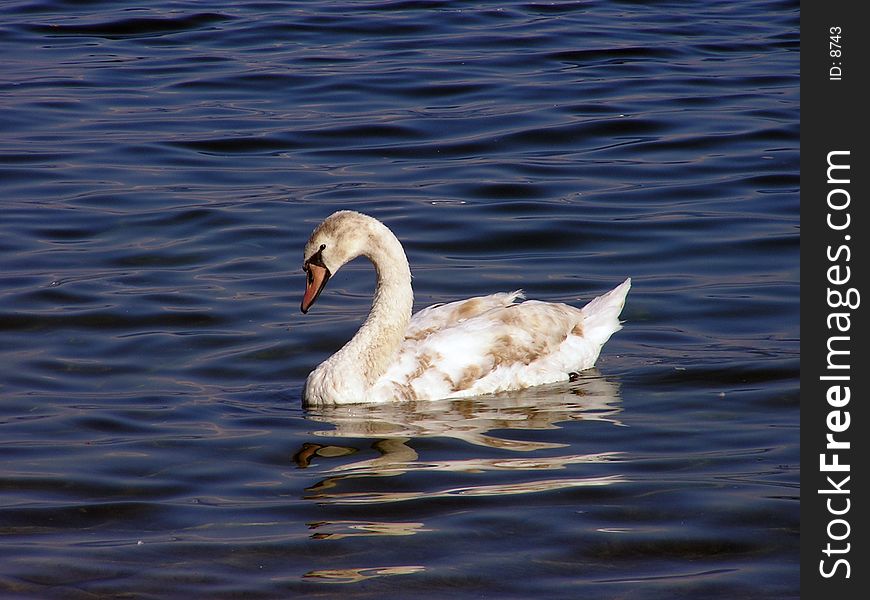 White swan swimming in a Swiss lake