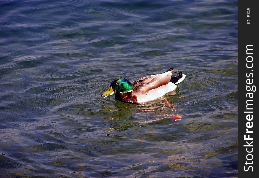 A mallard paddling in a lake