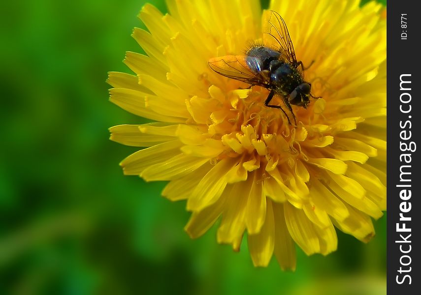 Common housefly on dandelion. Common housefly on dandelion