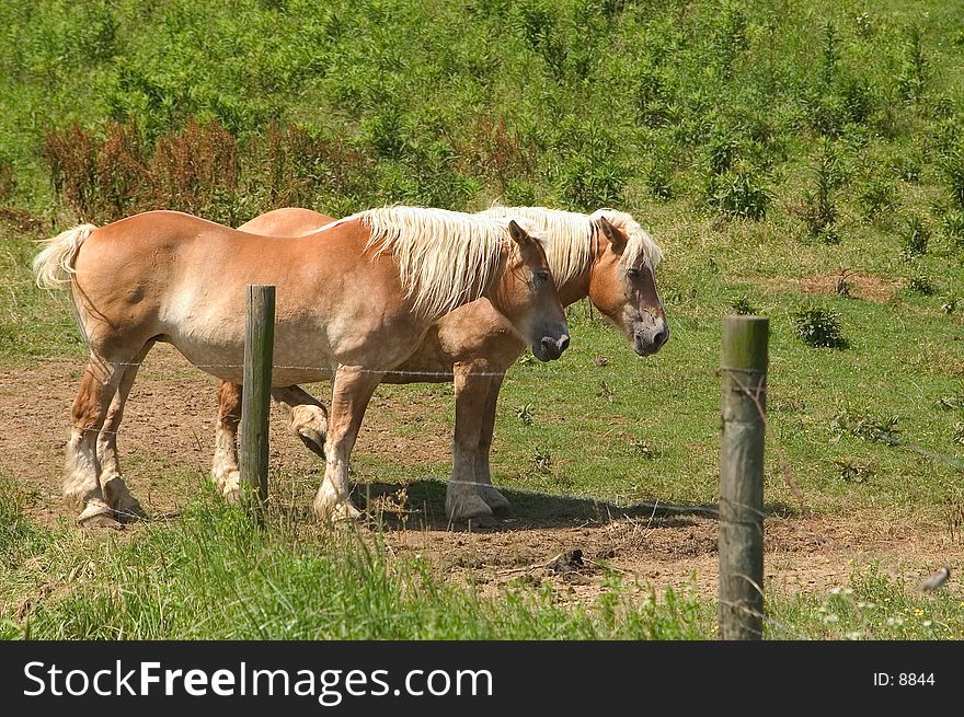 A pair of Belgian work horses at pasture in Ohio's Amish country. A pair of Belgian work horses at pasture in Ohio's Amish country