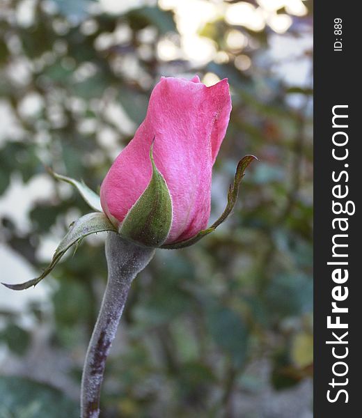 Pink rose in the morning after very cold night. Pink rose in the morning after very cold night.