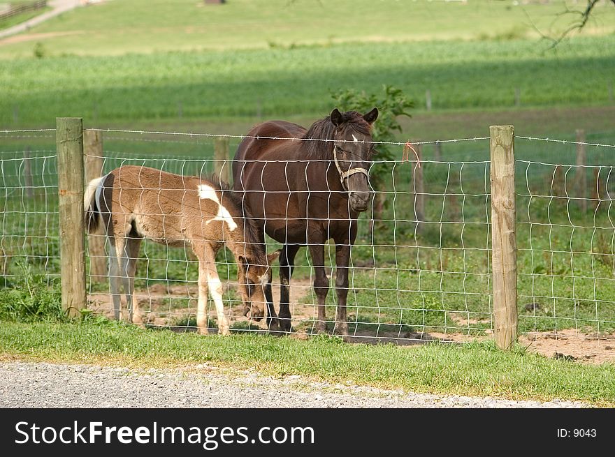 Mare and colt behind fence