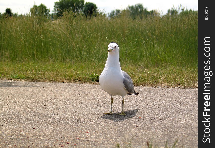A seagull walking on the pavement, eating scraps. A seagull walking on the pavement, eating scraps