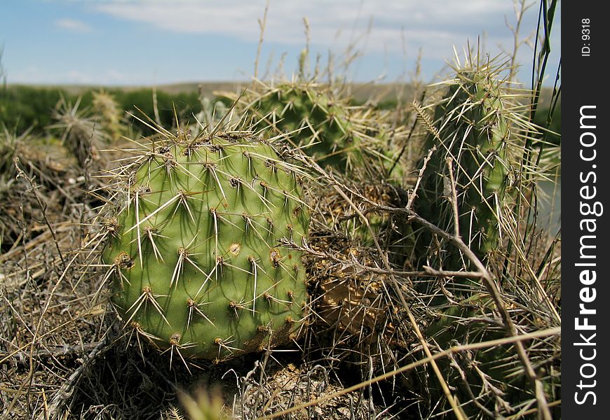 Wild Cactus plants growing in straw-like grassy land.
