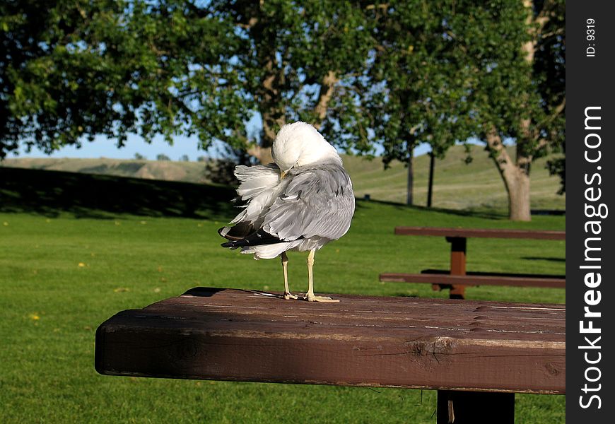 A seagull standing on a wooden bench cleaning its feathers. A seagull standing on a wooden bench cleaning its feathers.
