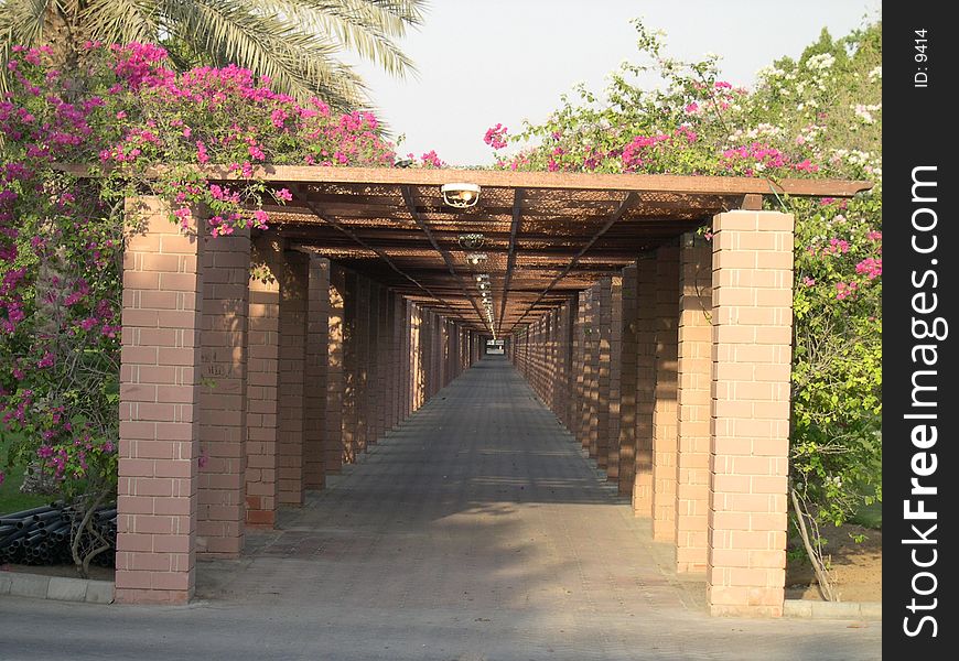 Walk way through flowers